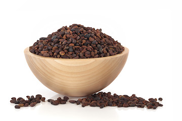 Image showing Privet Fruit Herbal Medicine