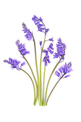 Image showing Bluebell Flowers