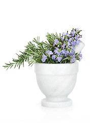 Image showing Rosemary Herb Flowers