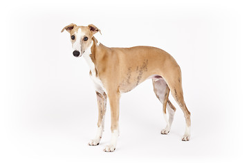 Image showing whippet