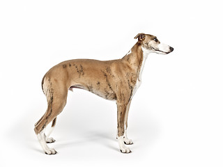 Image showing whippet