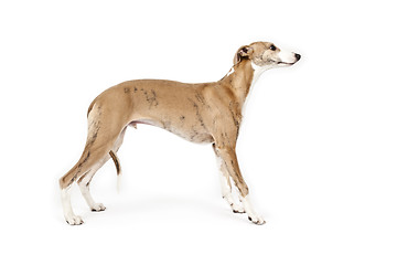 Image showing whippet