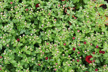 Image showing Green herb with dewdrop 