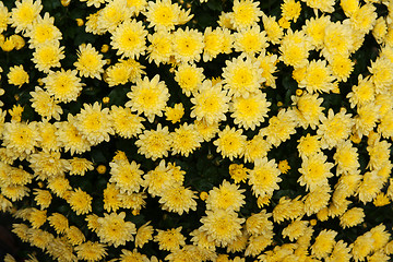 Image showing Background from yellow chrysanthemums