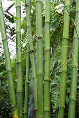 Image showing Green bamboo