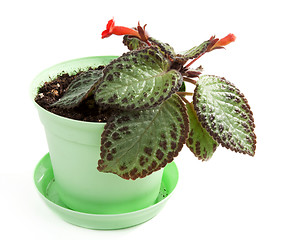 Image showing Room flower in green pot