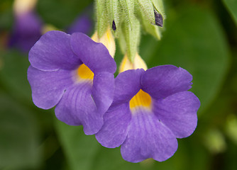 Image showing Two blue flowers