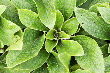 Image showing Green bush with sheet