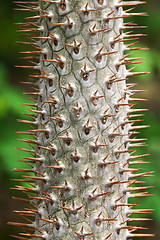 Image showing Stem tropical tree with needle