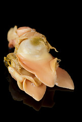 Image showing Red clam