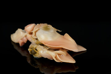 Image showing Red clam