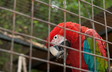 Image showing Big varicoloured parrot in hutch