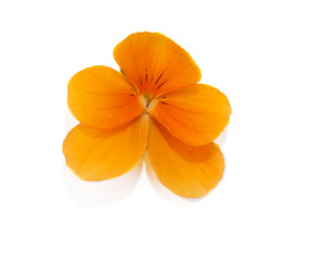 Image showing One flower with petal