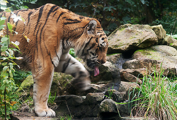 Image showing Tiger