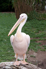 Image showing Bird pelican