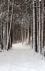 Image showing Snow-clad lane in winter wood