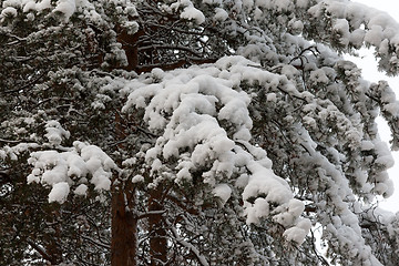 Image showing Branches of the pine in snow