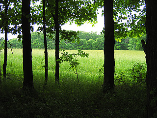 Image showing Quiet Forest