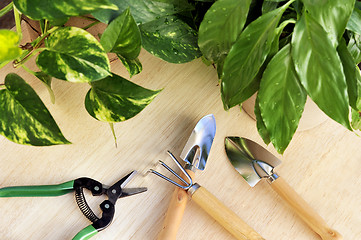 Image showing Gardening tools and houseplants – still life