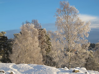 Image showing Winter Wonderland