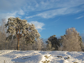 Image showing Winter Wonderland