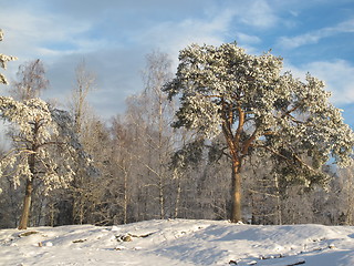 Image showing Winter Wonderland