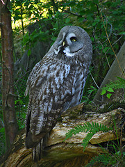 Image showing Great Grey Owl or Lapland Owl