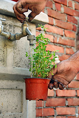 Image showing Watering a pot