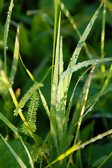 Image showing Green grass natural background