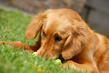 Image showing Golden retriever portrait