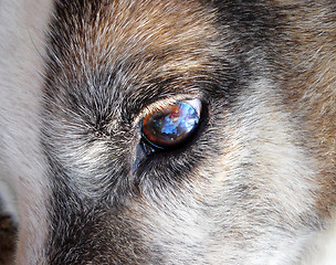 Image showing Colorful dog eye