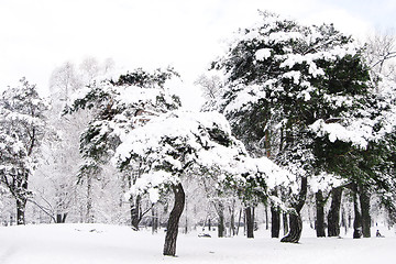 Image showing Winter in City Park