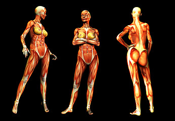 Image showing Females With Muscles 