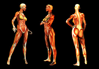 Image showing Females With Muscles 