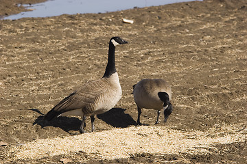 Image showing Two geese use some food people provide