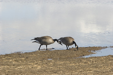 Image showing Pair of black geese during the migration