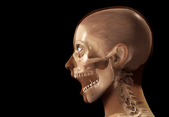 Image showing Female X Ray Head