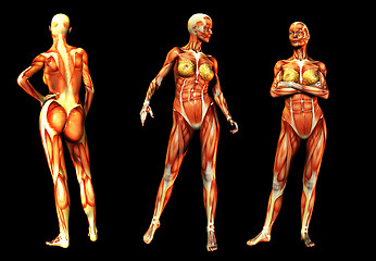 Image showing Females With Muscles 