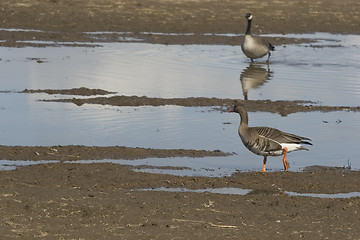 Image showing 2 different goose species