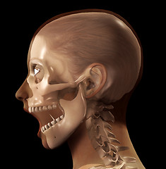 Image showing Female X Ray Head