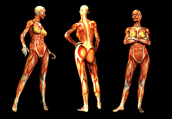 Image showing Females With Muscles 