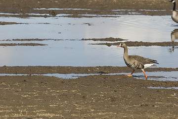 Image showing Confident walk of a wild goose