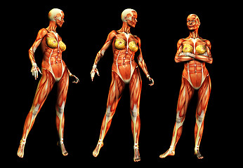 Image showing Females With Muscles 