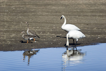 Image showing Pair of swans with a geese couple