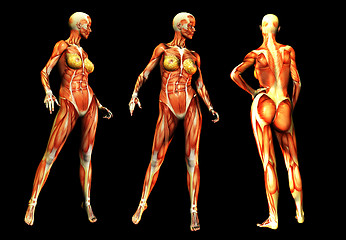 Image showing Females With Muscles 