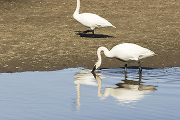 Image showing Swan reflection with bended neck