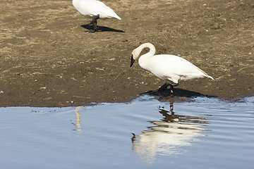 Image showing Reflection of a swan