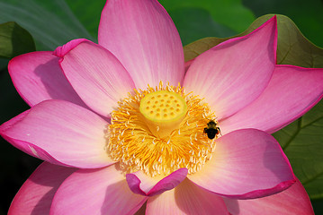 Image showing Lotus Flower