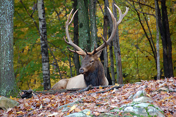 Image showing Elk