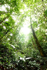 Image showing Forest tree autumn green background 